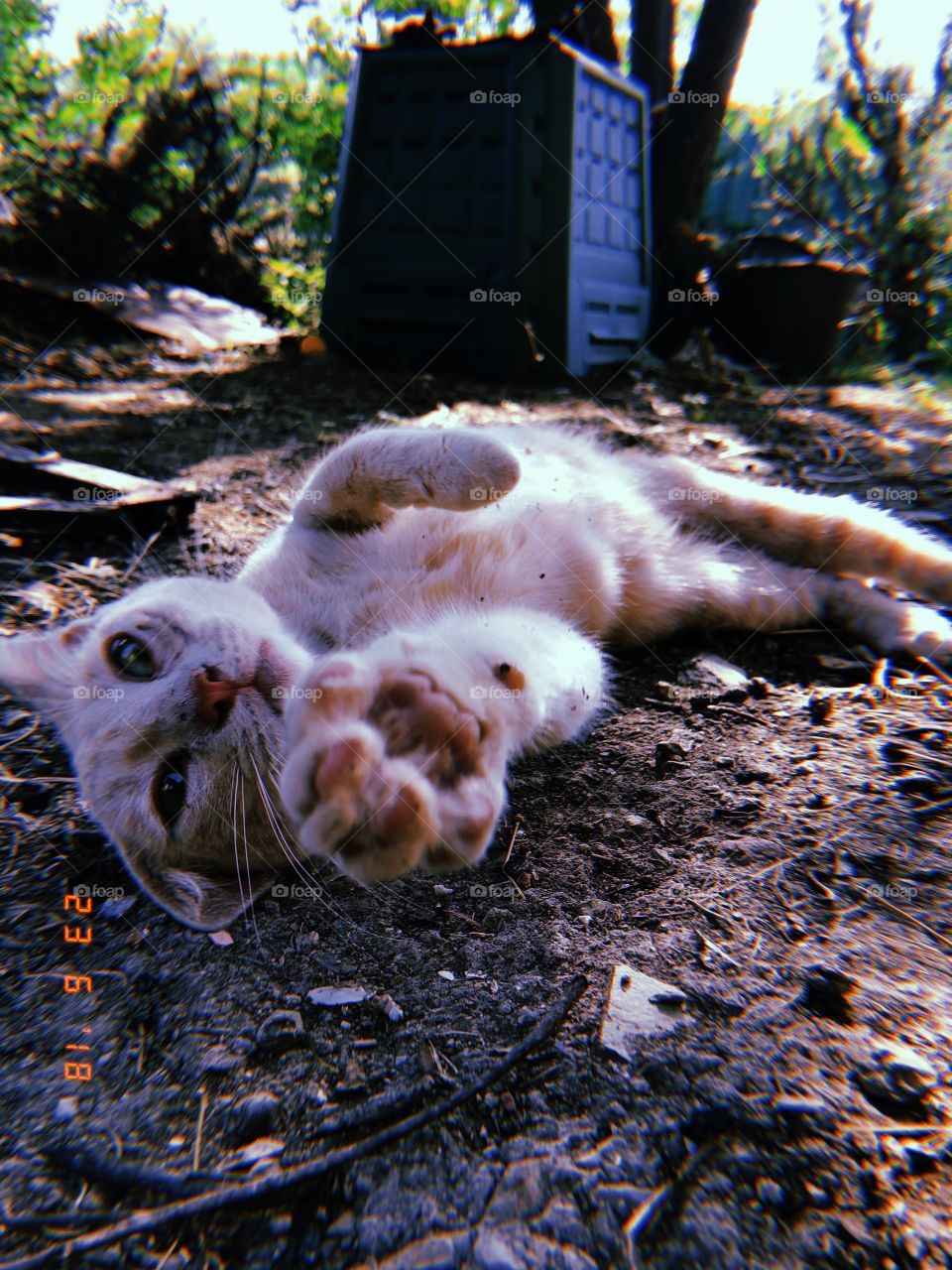 Michelangelo’s cat