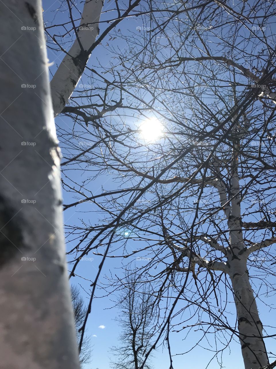 Sun shining through branches 2