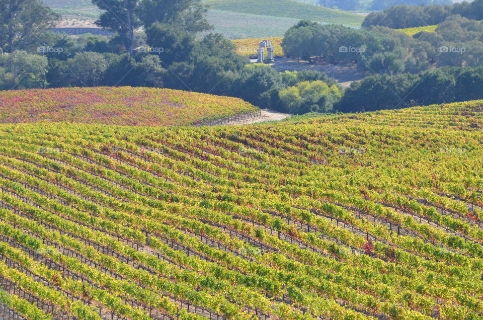 Agriculture in Napa Valley