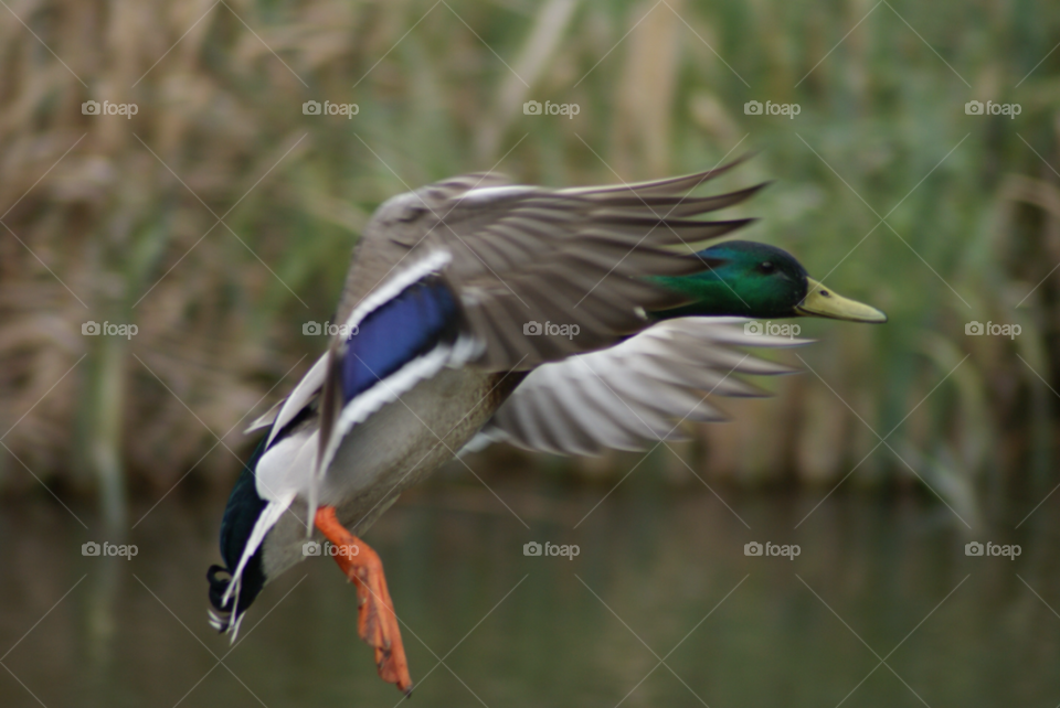 wing fly duck landing by Pahars
