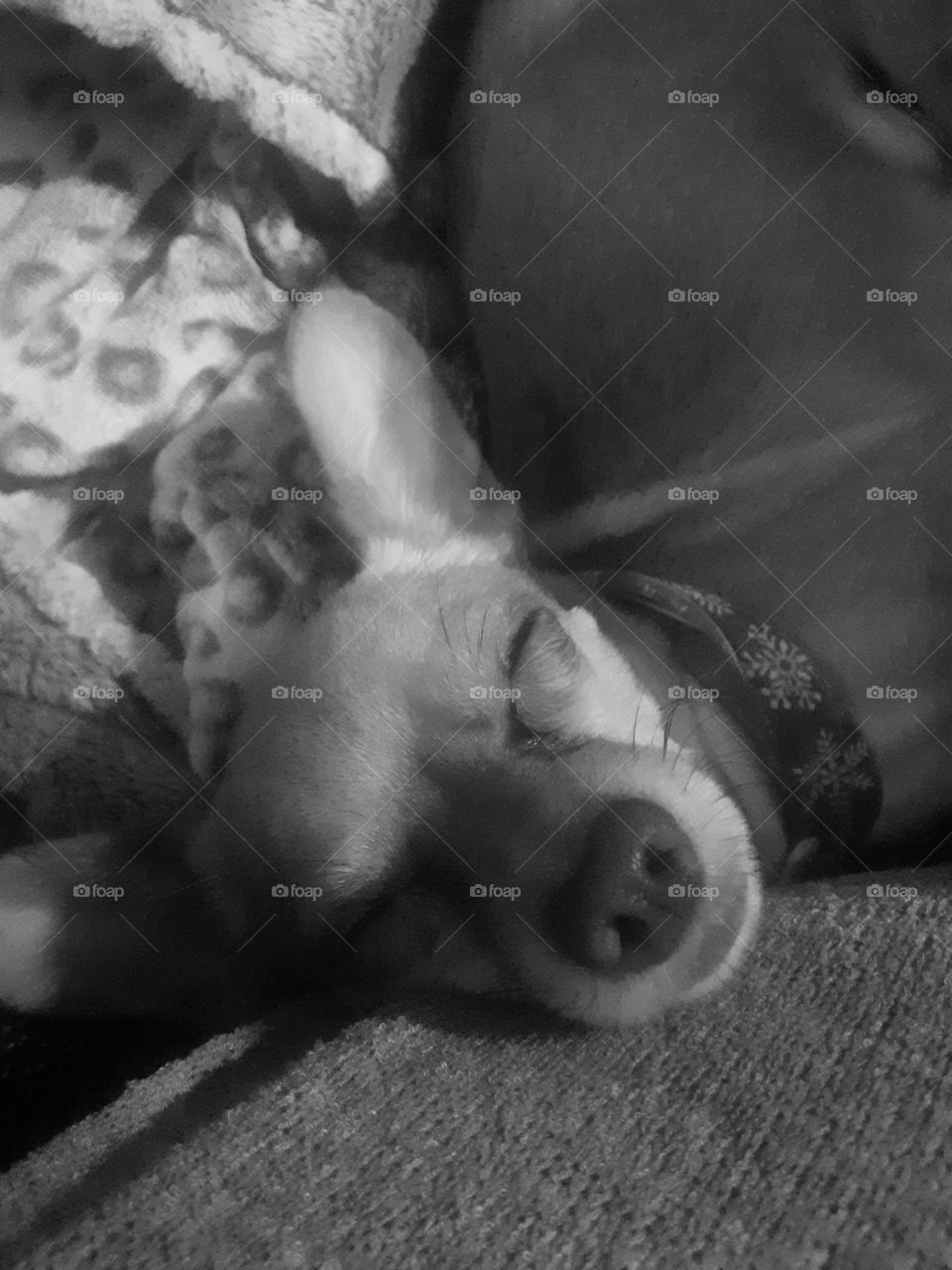 kuscheln an der Seite von Frauchen