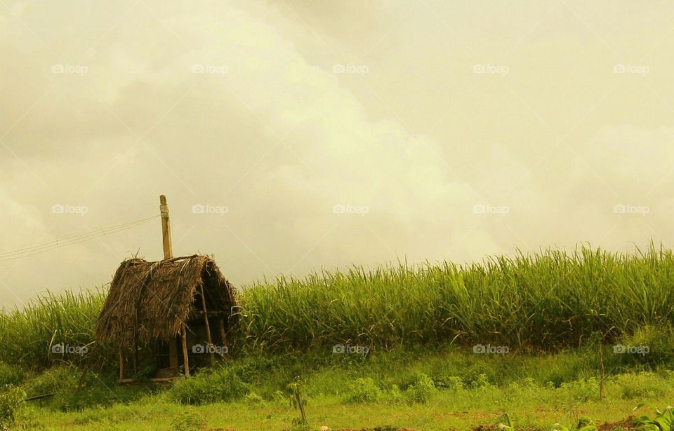 A hut in field