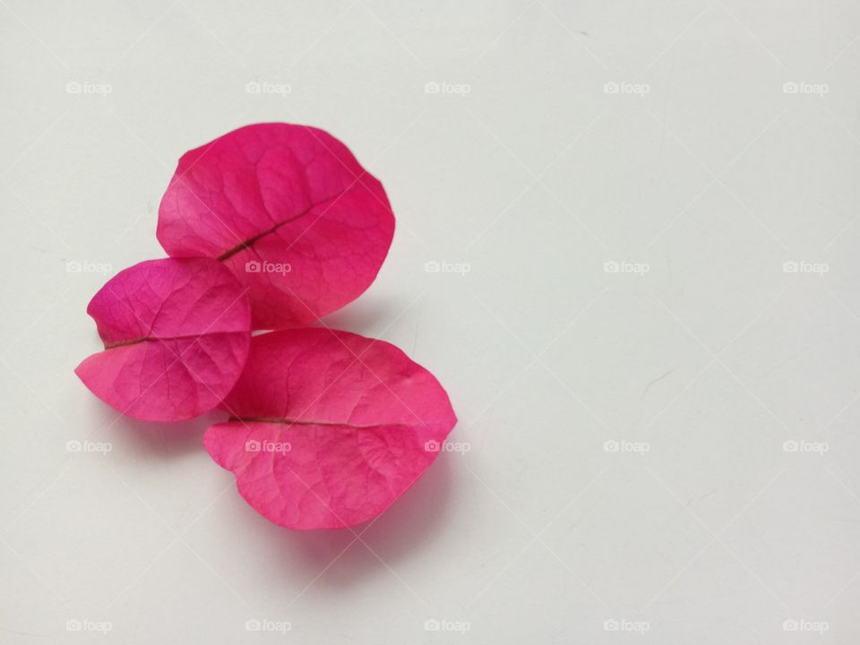 Fresh pink petals with a white scene.