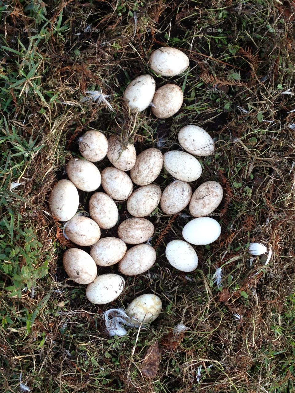 Duck eggs by the lake