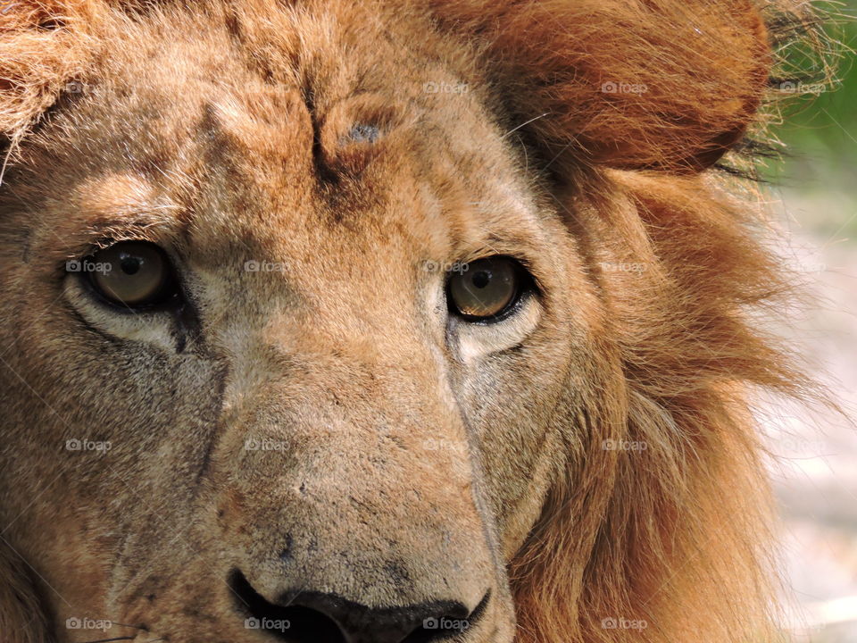 close up of lions face