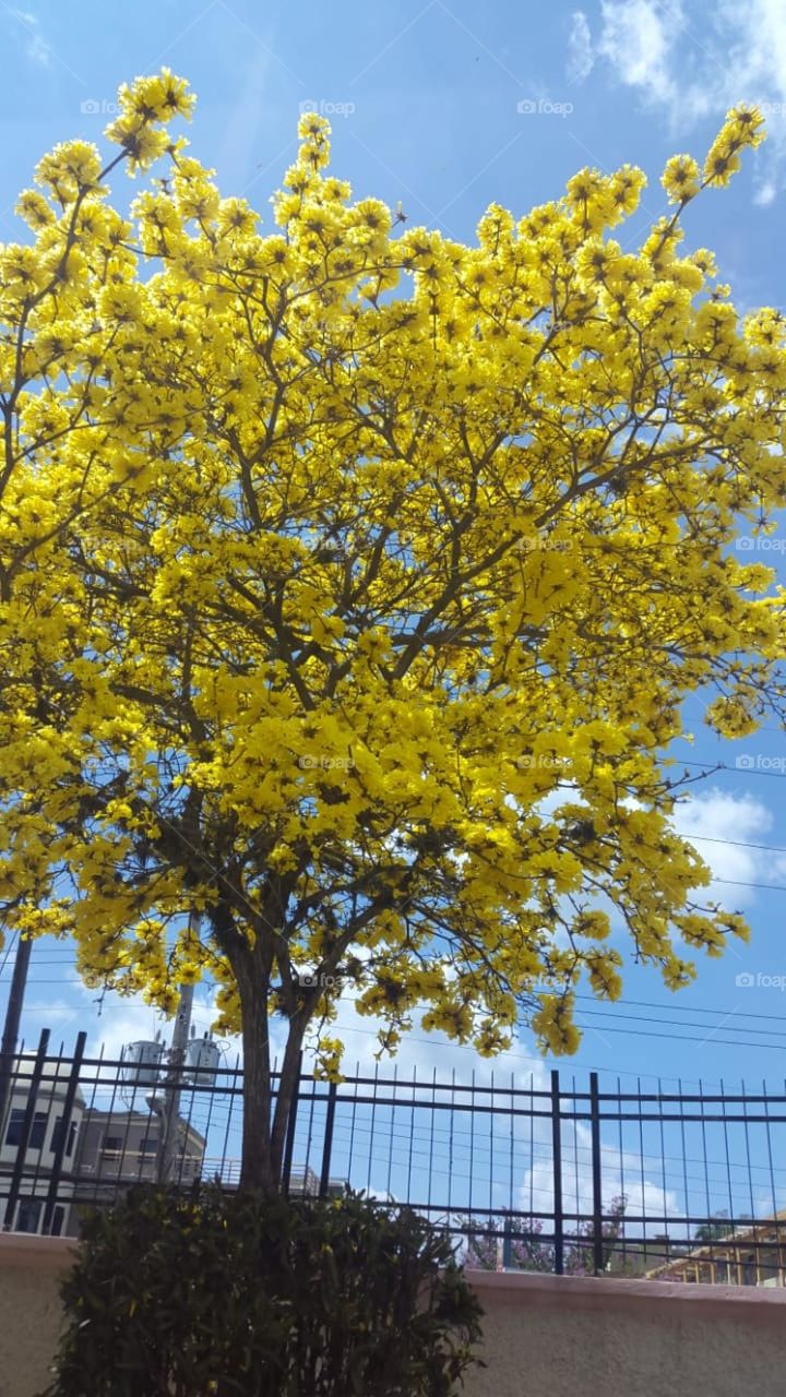 Sunshine yellow