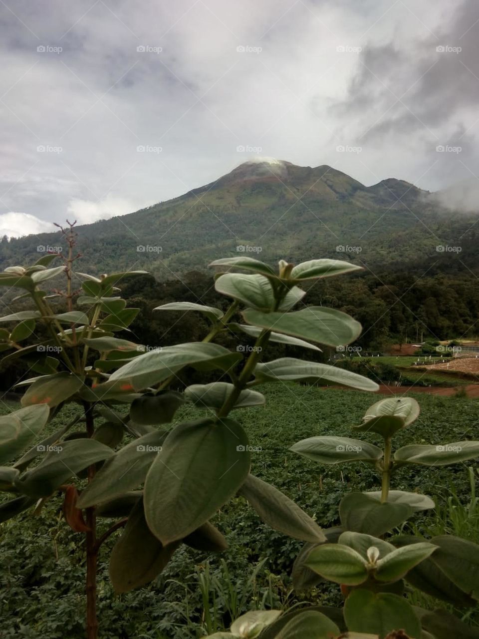 volcano mountain(east java)