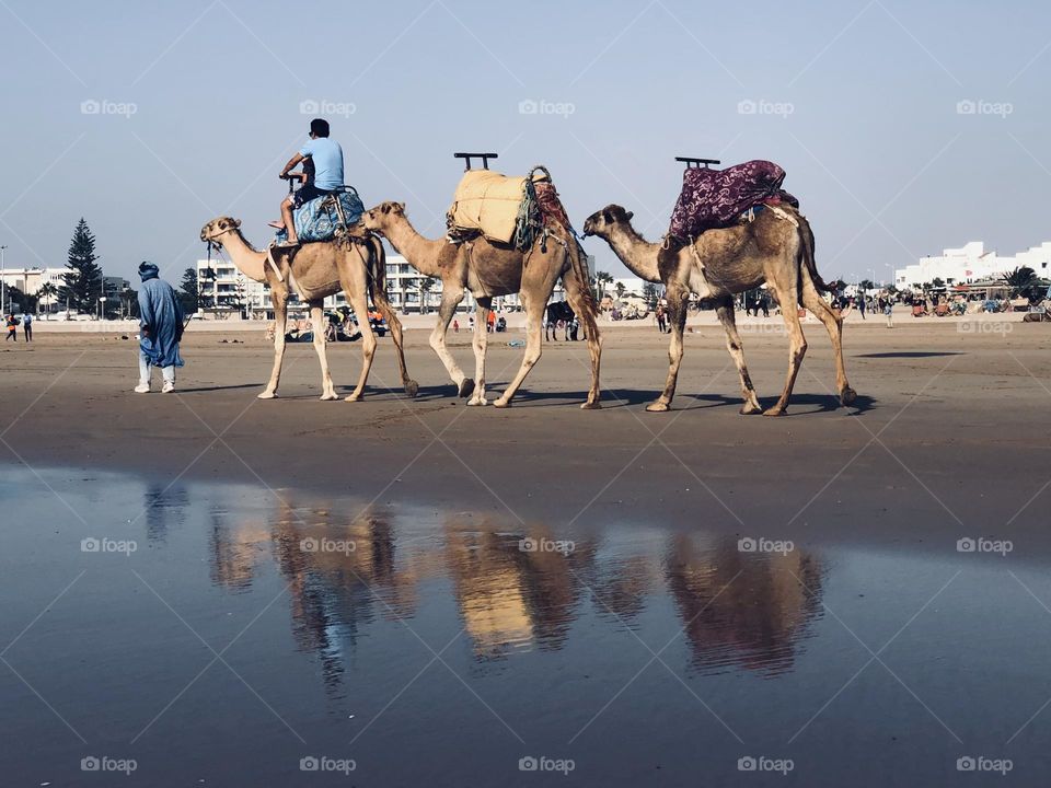 Beautiful caravan of camels and a trip near the beach at essaouira city in morocco.