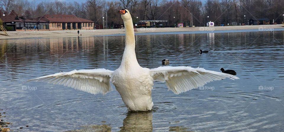 Magnificent and beautiful swan swinging with his majestic wings showing his powerful body