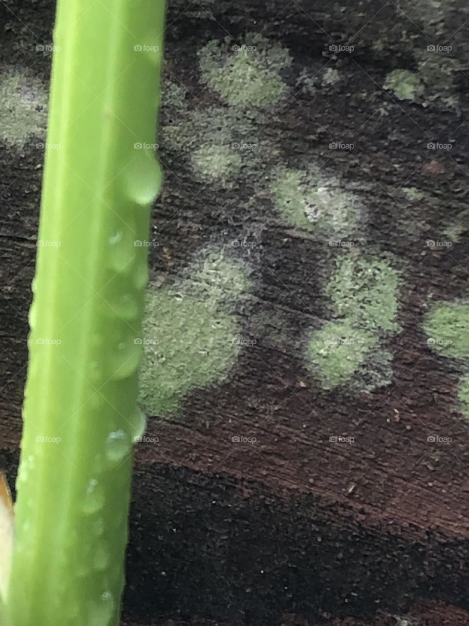 One green stalk, drinking in the morning dew, waiting for spring with the markings of the moisture in the air behind it…and I took all of these with my phone!