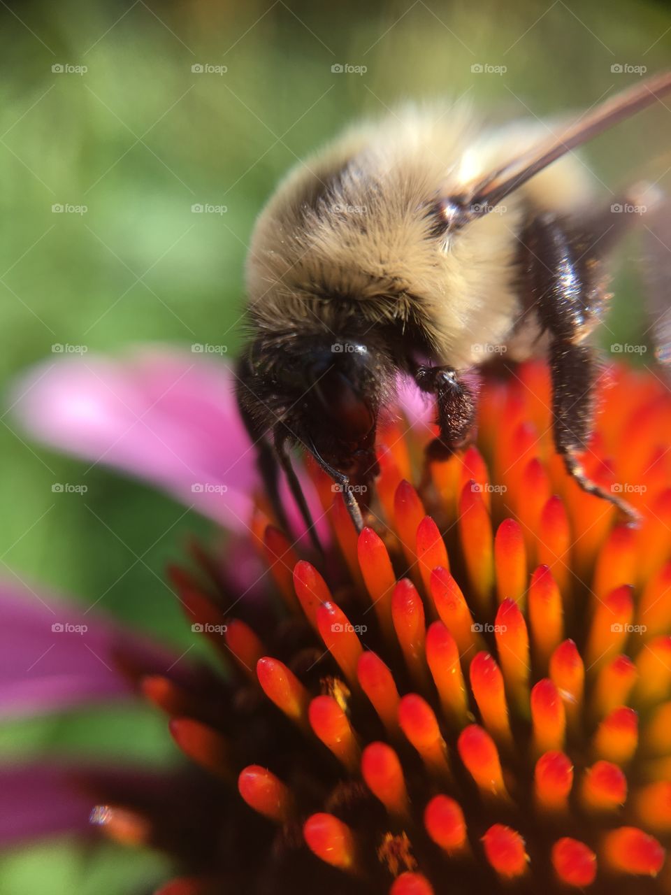 Bumblebee on coneflower
