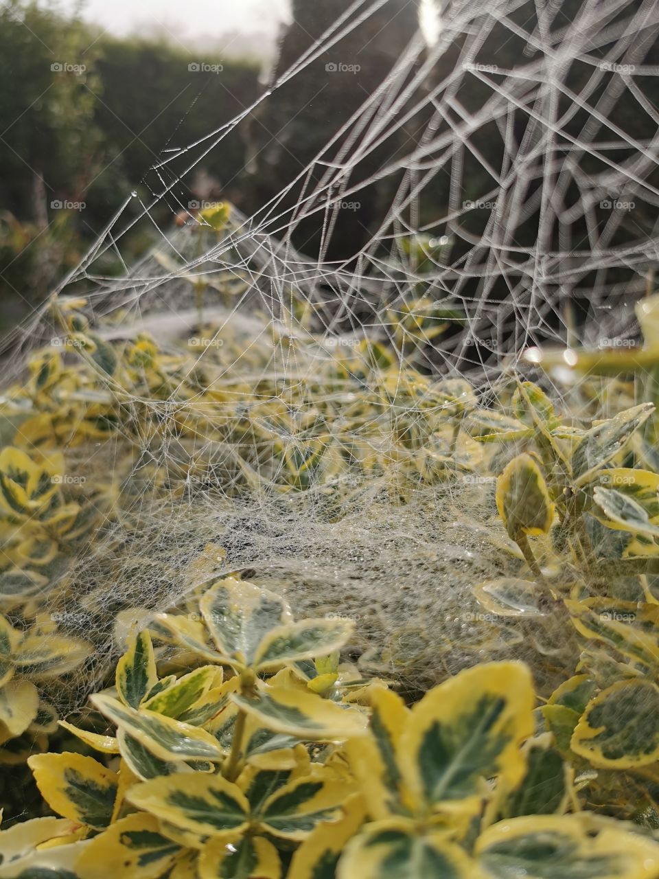 Dew on spiders Web