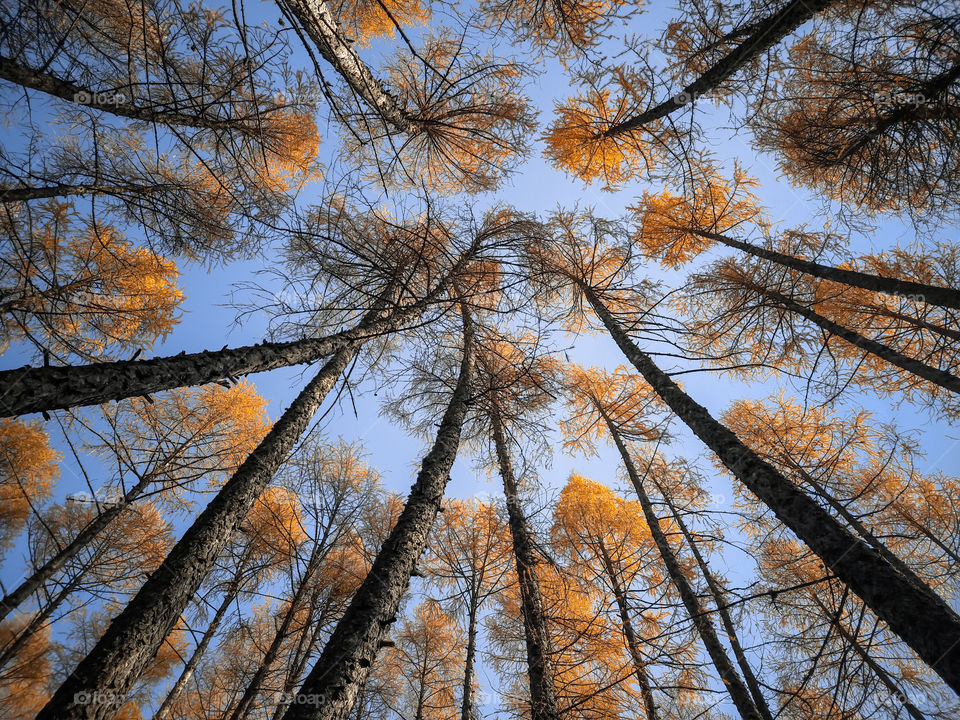 Low angle view of trees in forest during autumn .