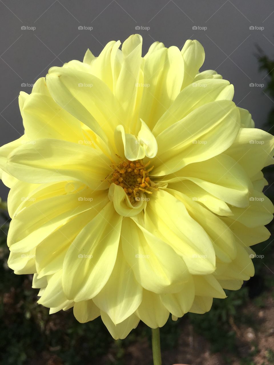 Que linda Dália amarela! Prova que as cores das flores são tão diversas e belas. 