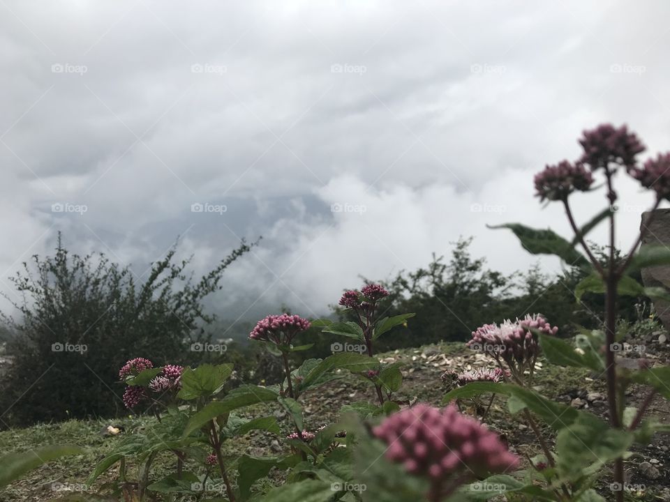 Filband,Mazandaran,Iran.The combination of fogg and beuty of flowers.