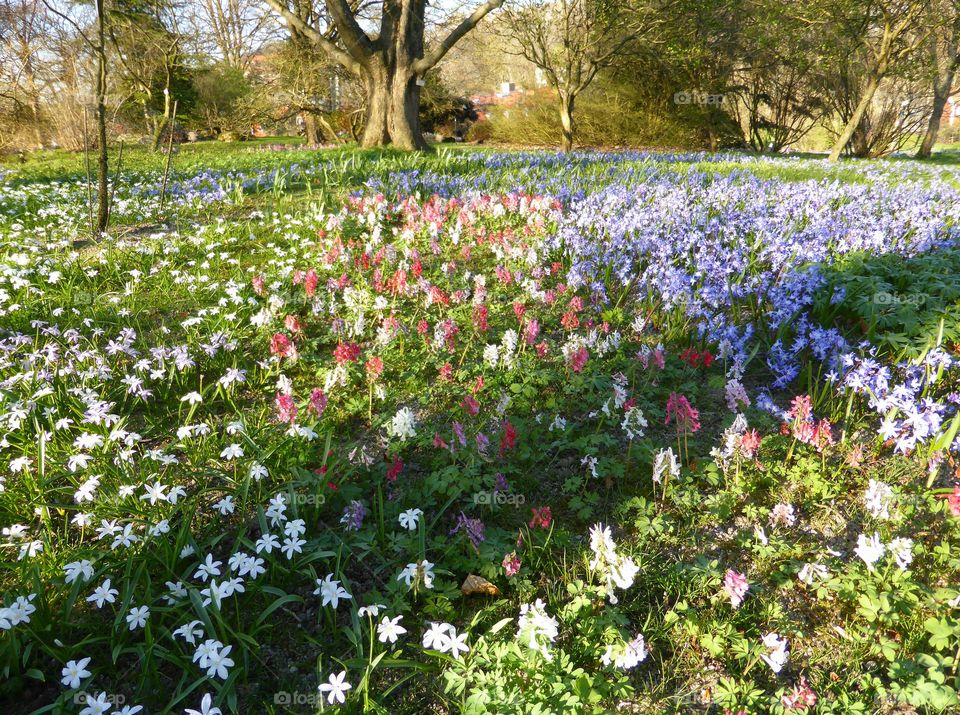 Flower field