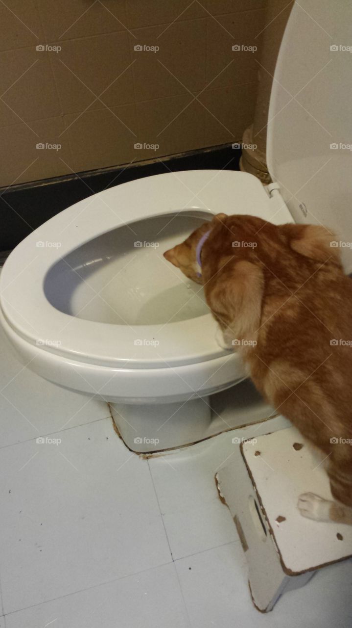 here fishy fishy. Charlie was watching a q tip that fell in the toilet. . he likes to watch the water go down the hole lol