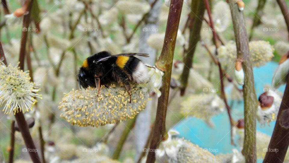 #мед#цветы#шмель#пчелы#весна#природа#