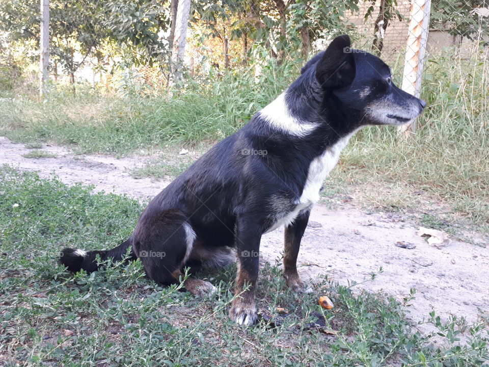 Small black dog sitting on the road