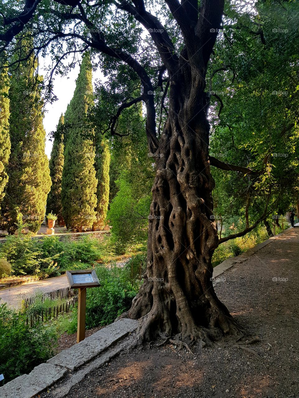 tree of wish, botanic garden, summer time