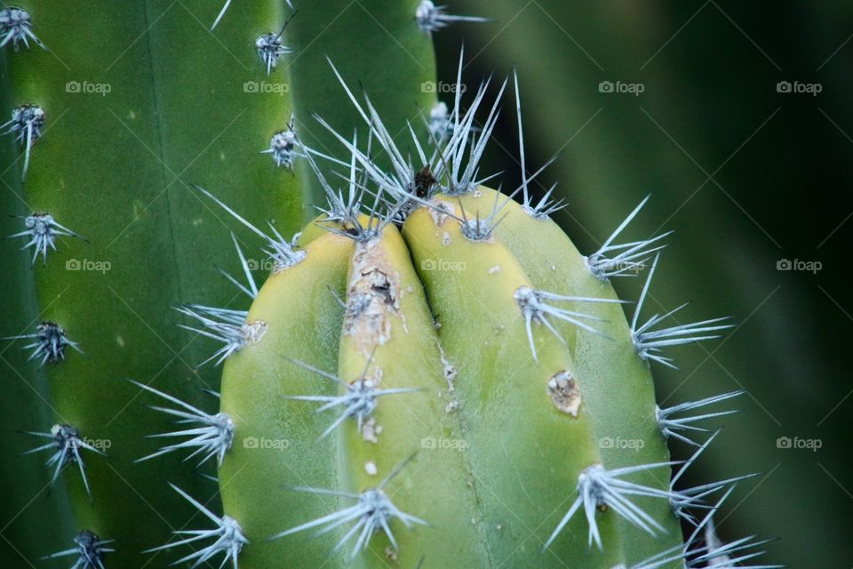 Cactus 
