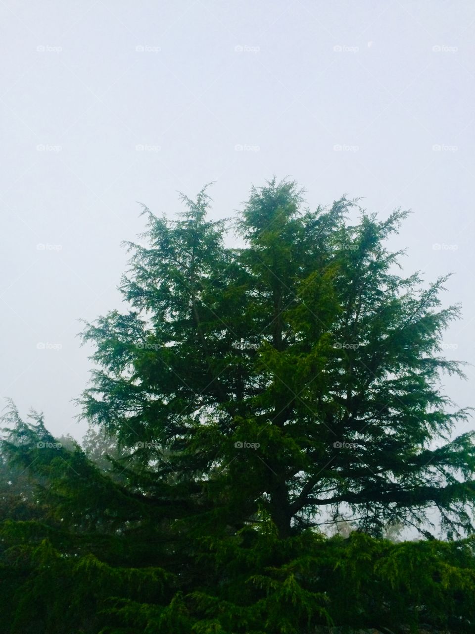 Tree in the fog