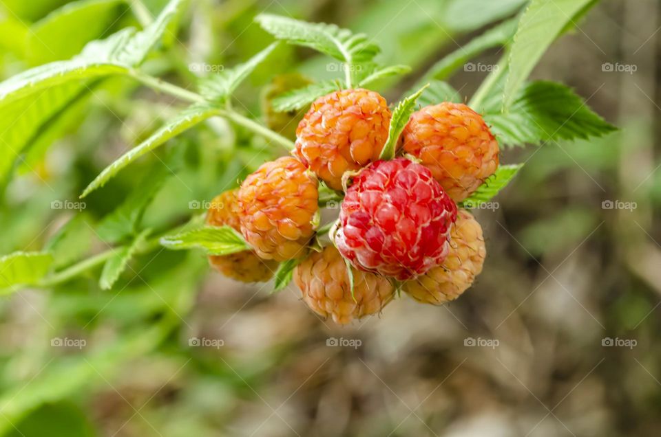 Unripe Black Raspberries