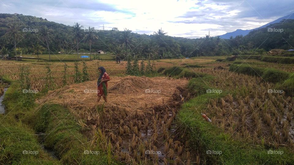 Farmer mother who has harvested long beans around the rice fields