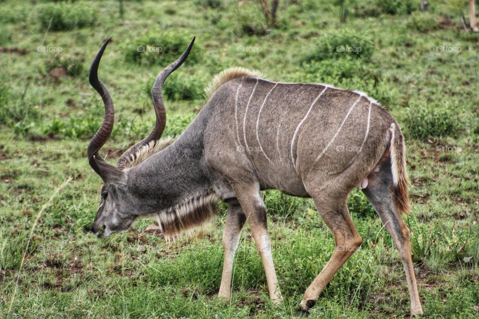 kudu bull grazing