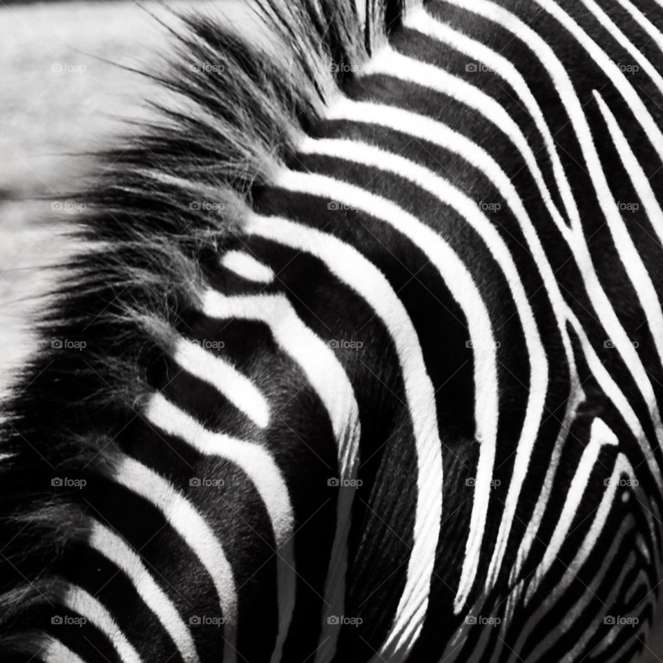 Zebra stripes