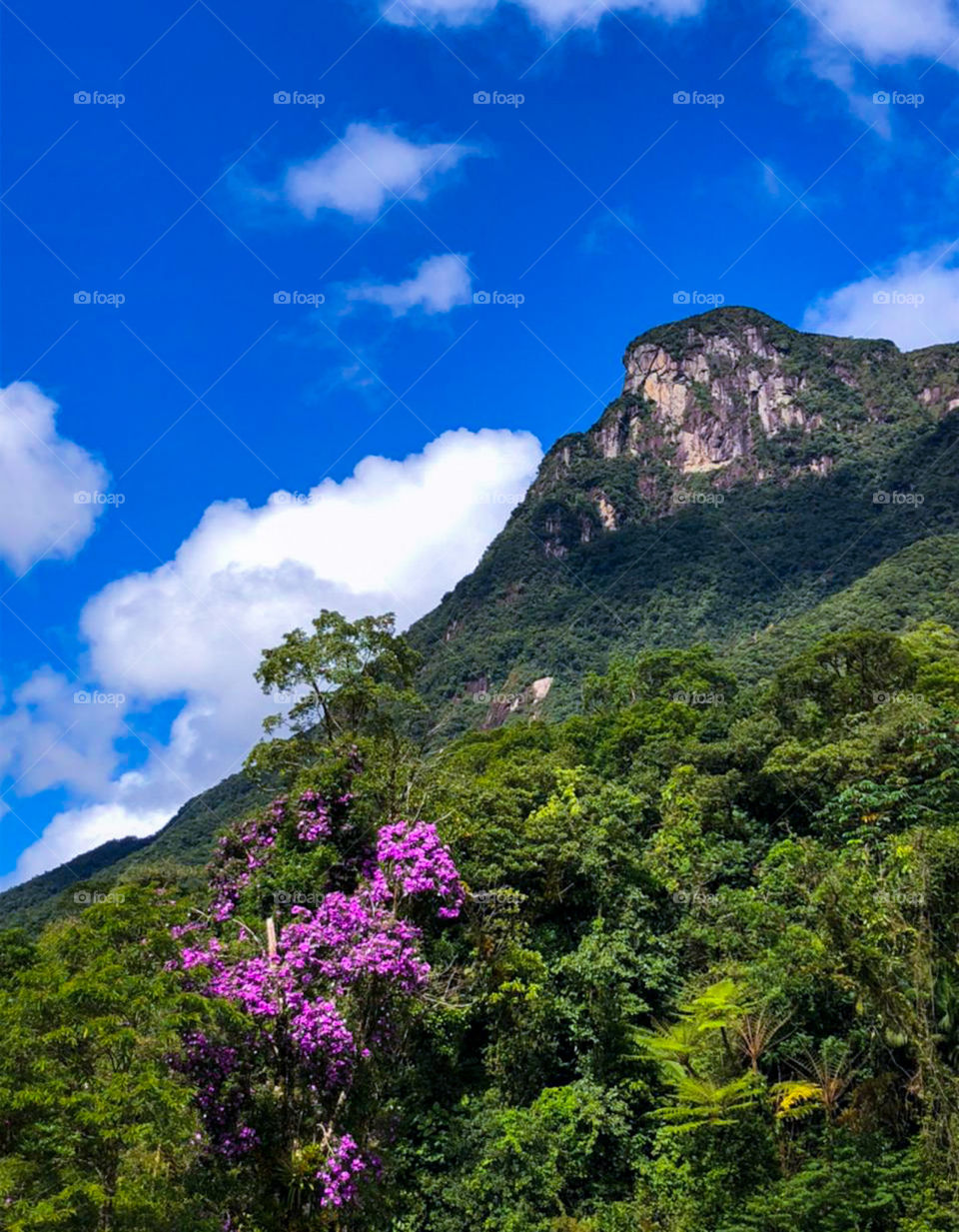 "Estrada da Graciosa", Historic road located in the State of Paraná, Brazil.  One of the most beautiful in the country as it crosses the Serra do Mar.