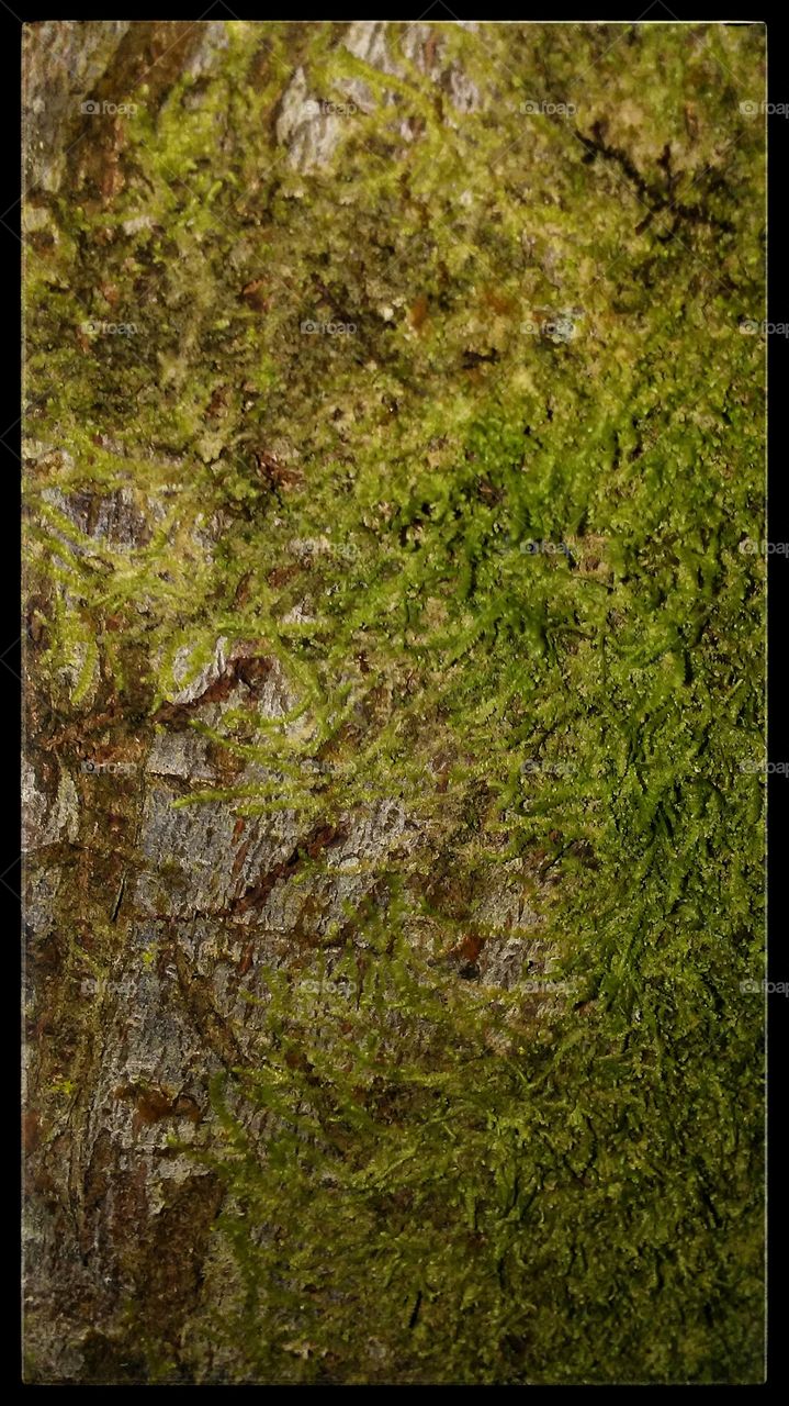 Moss on a tree