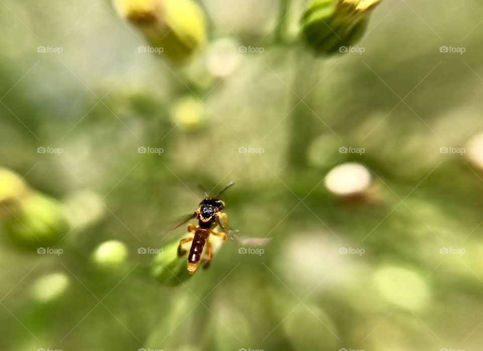 Go little bee | Photo with iPhone 7 + Macro lens.