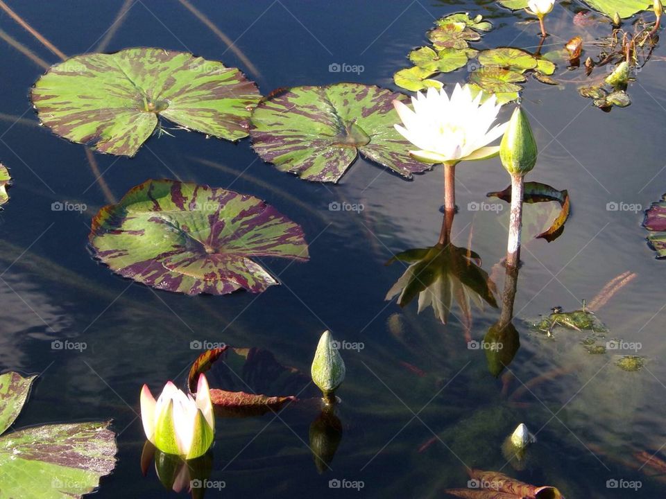 Lily pads in a pond