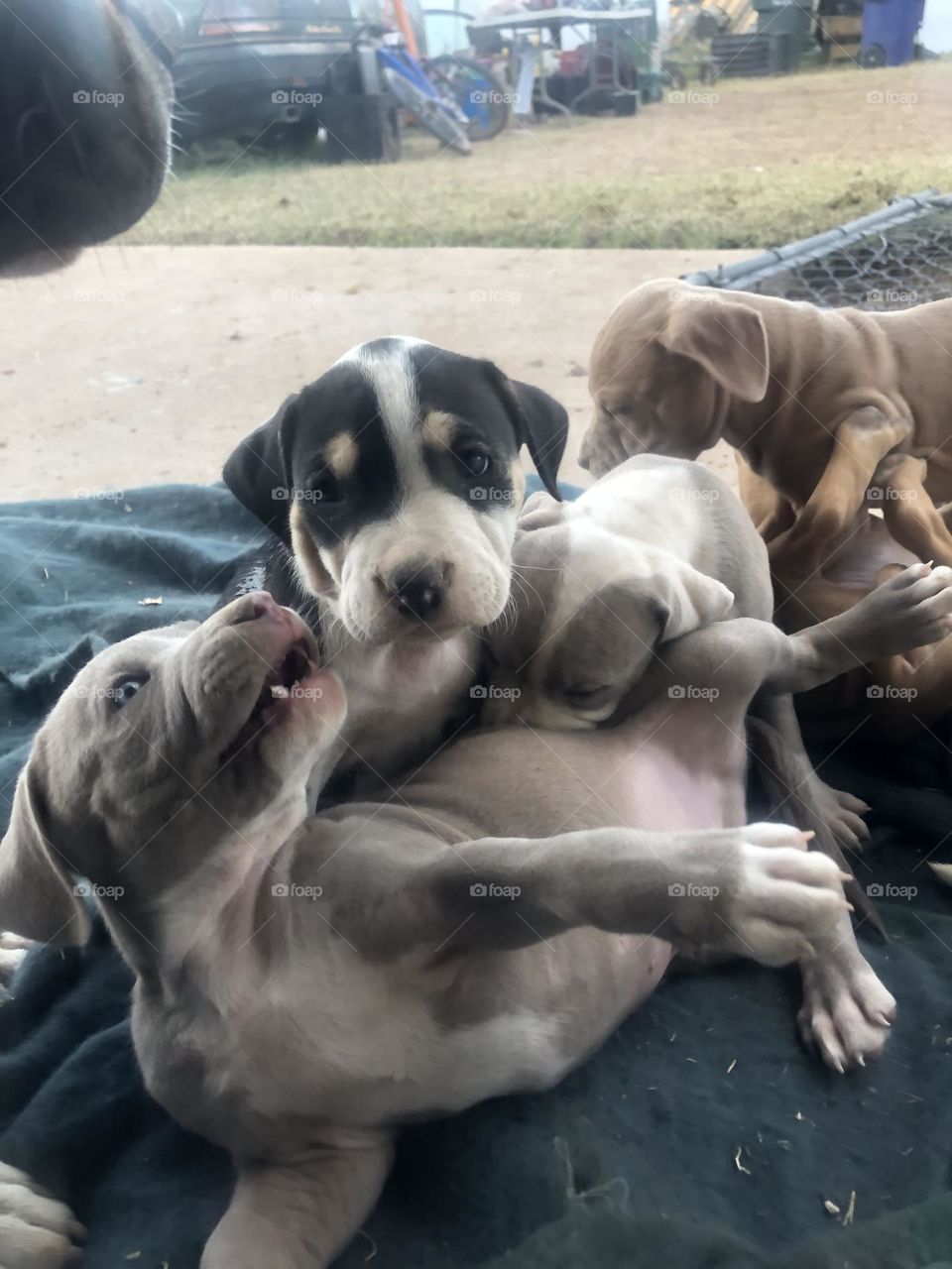 Pit puppy pack