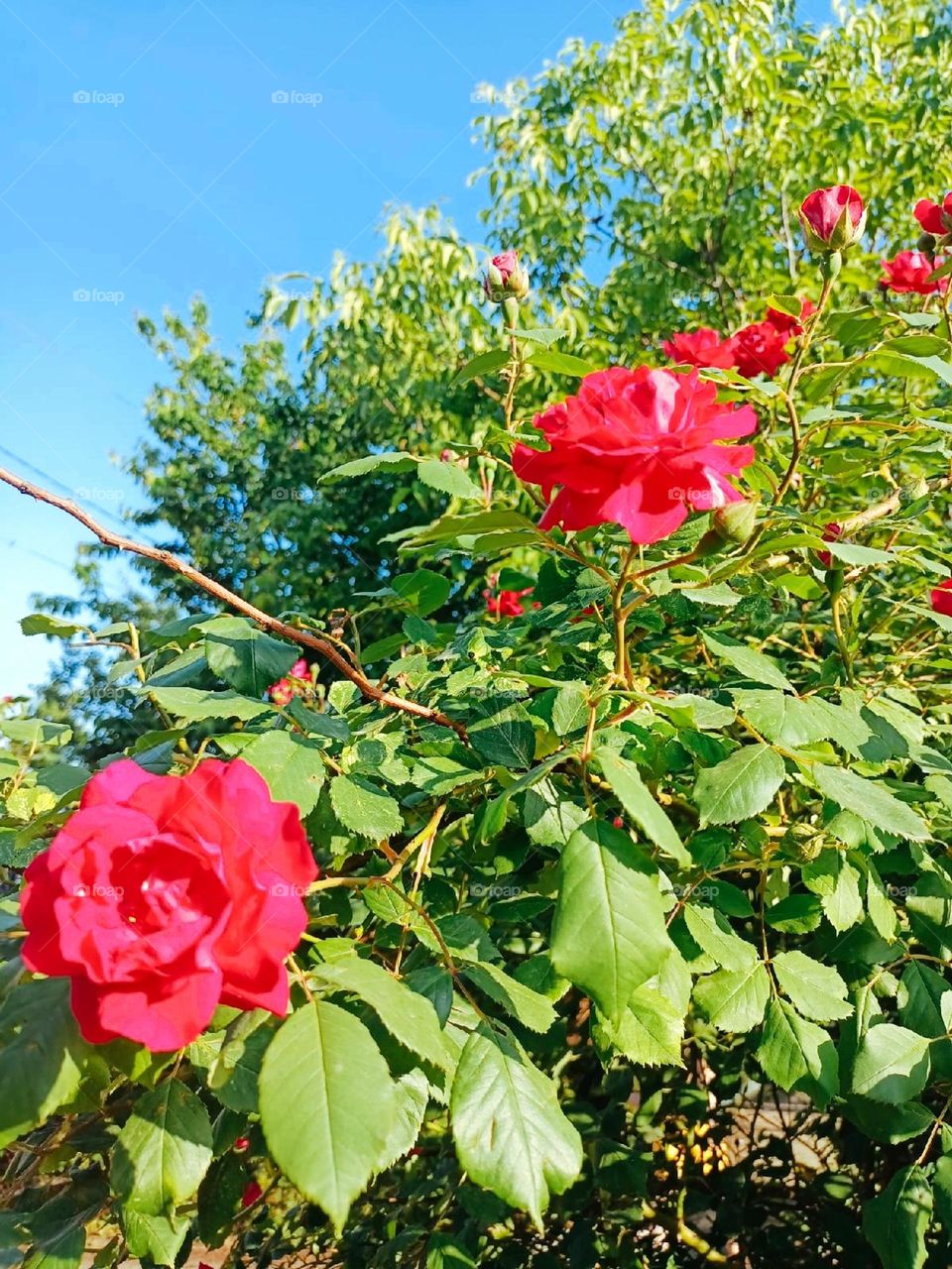 flowers