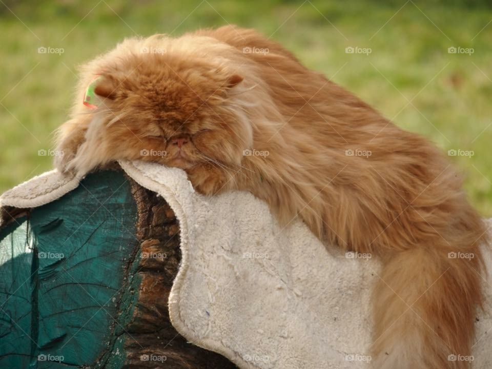 What's more peaceful than a furry cat sleeping?