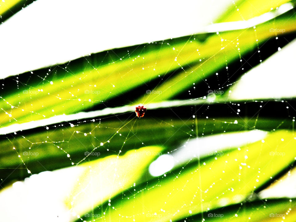 Spider web in hawaii!!