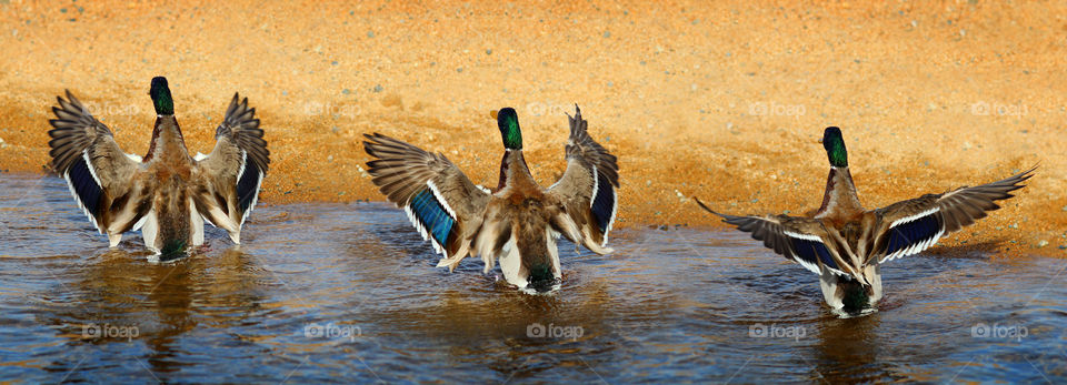 Three Male Mallard Ducks Flapping Their Wings