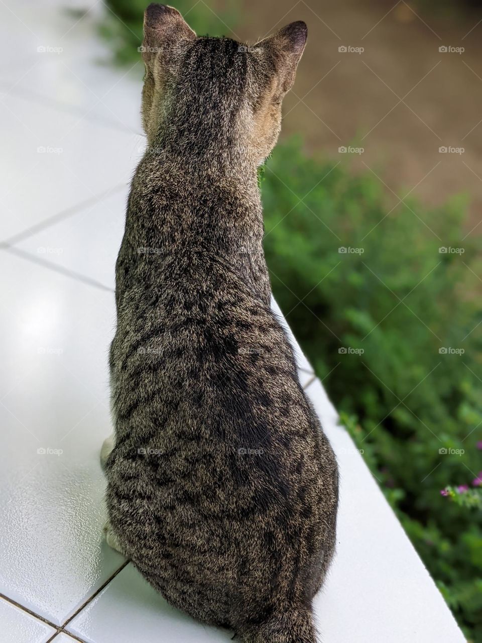 striped cat rear view.😺😅