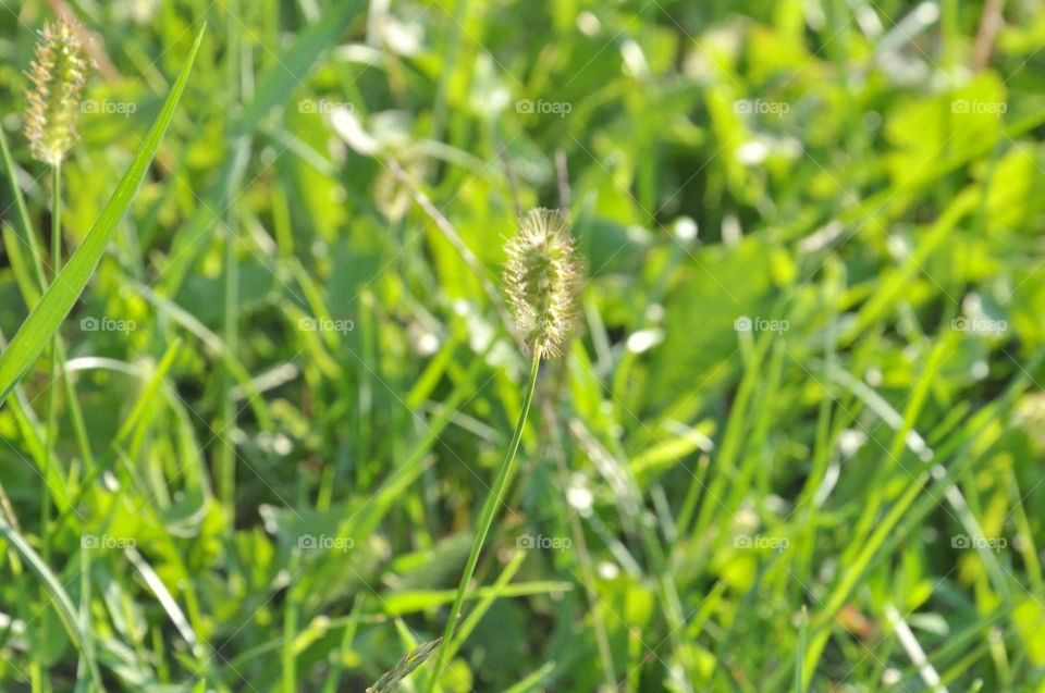 grass