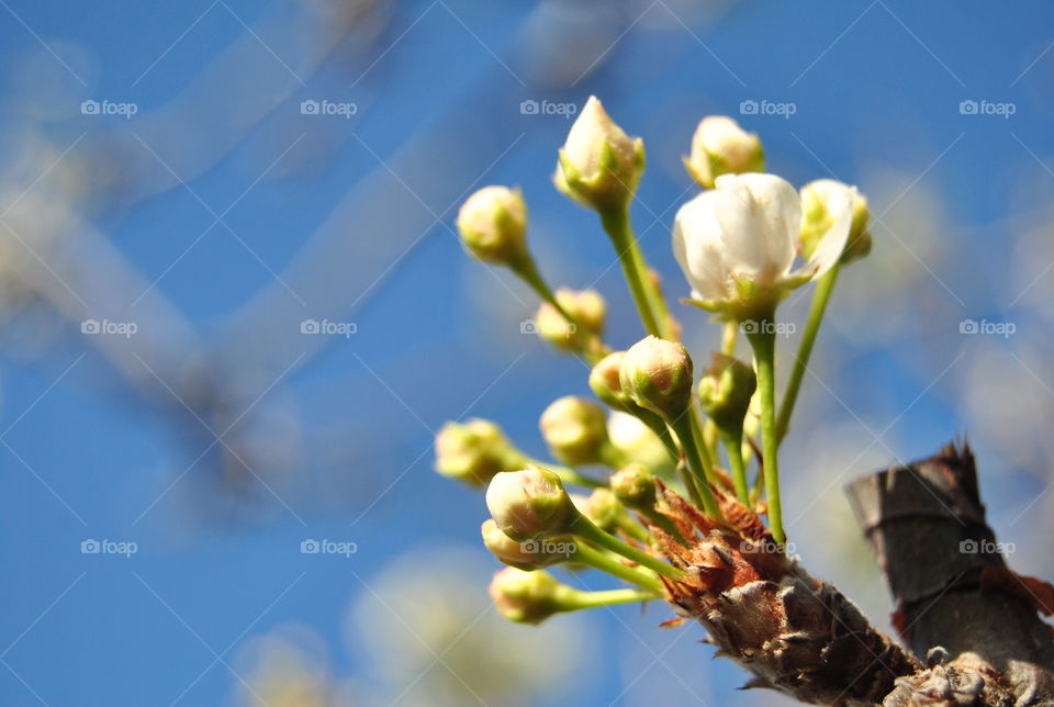 Close-up of a flower and buds