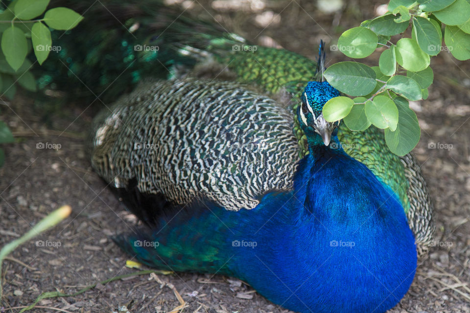 Majestic peacock 