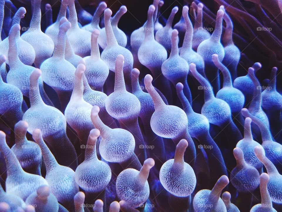 Beautiful corals in sea