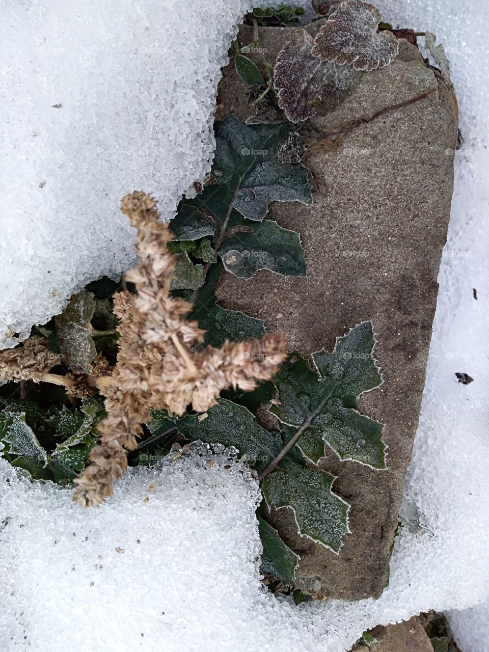 frozen plant