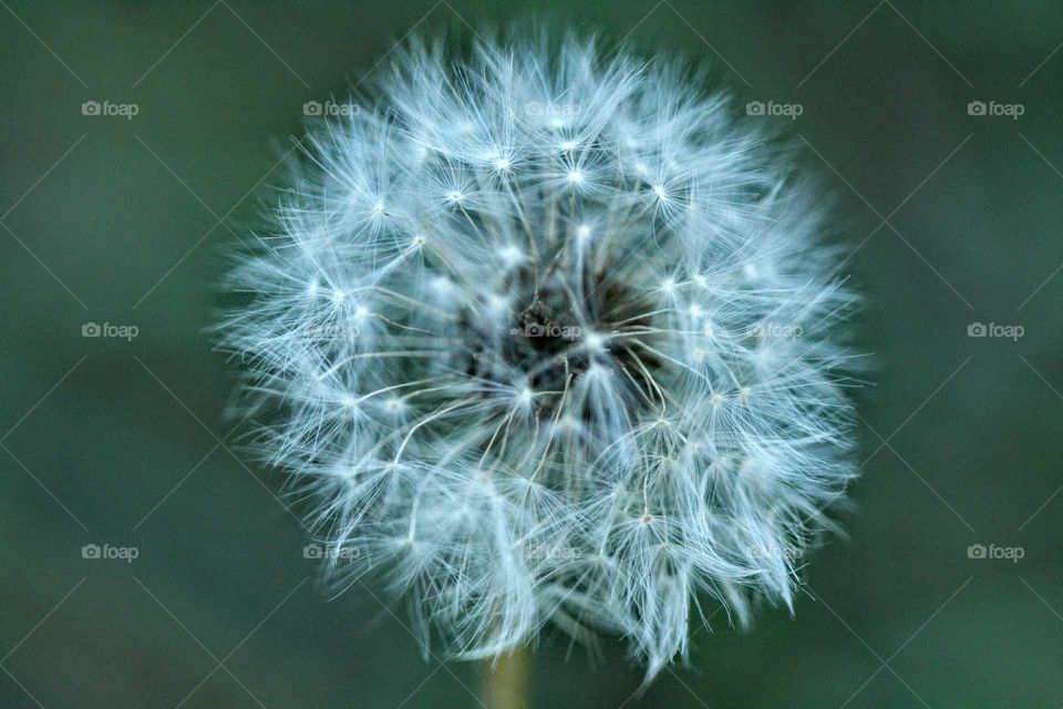 dandelion