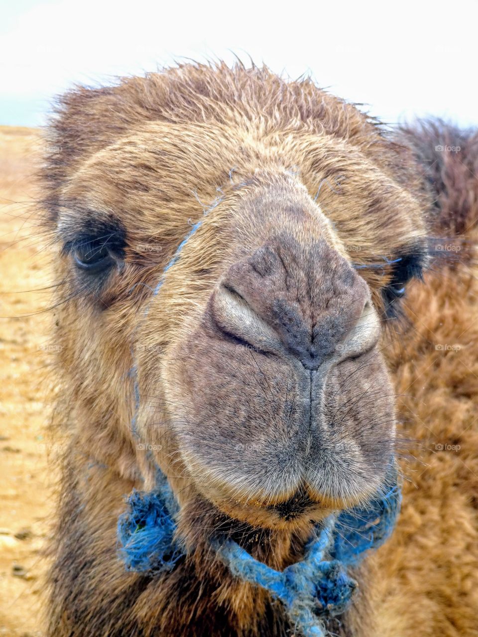 Camel in Morocco 