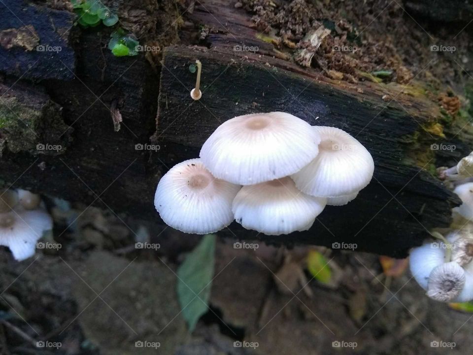 Mushrooms found along the trail to Lagoinha do Leste Beach.