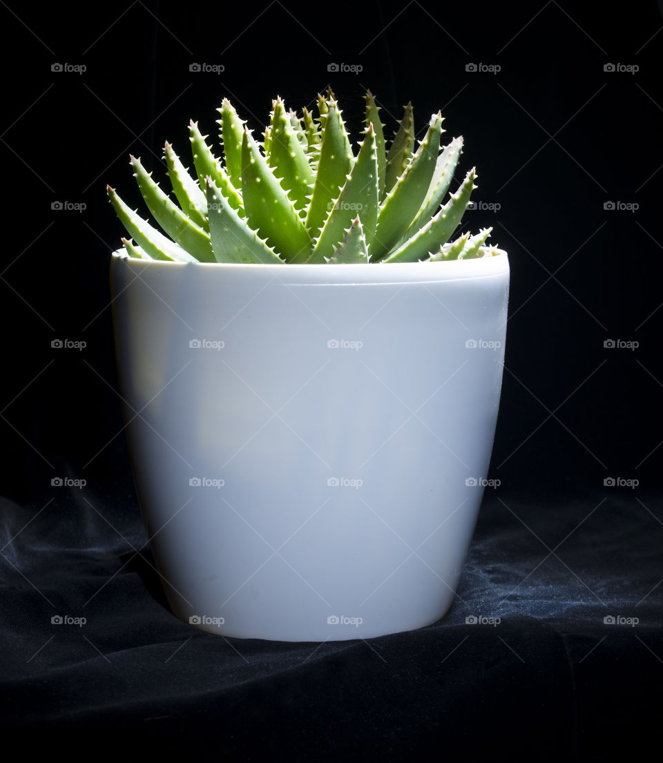 cactus in a white pot