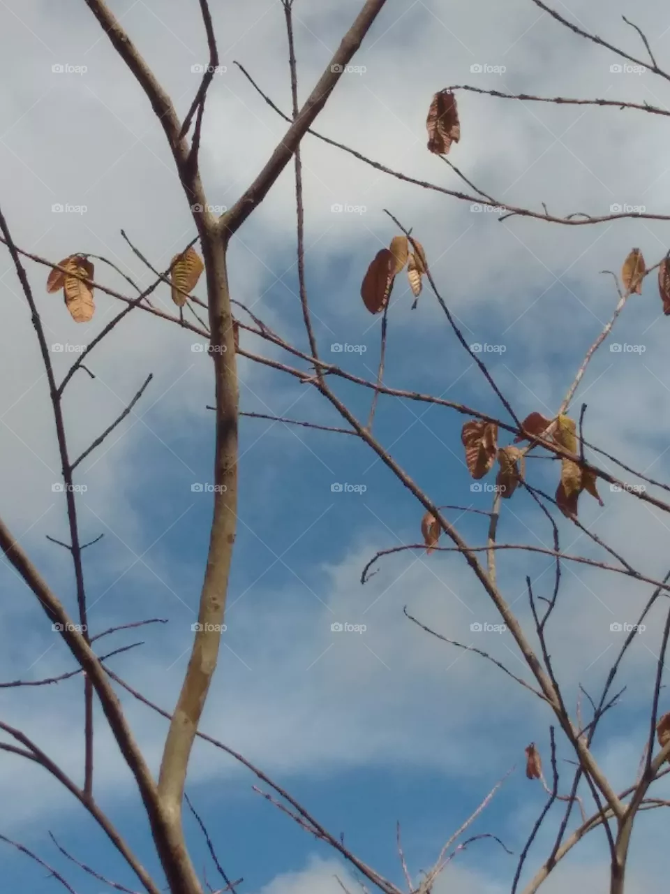 dry tree
